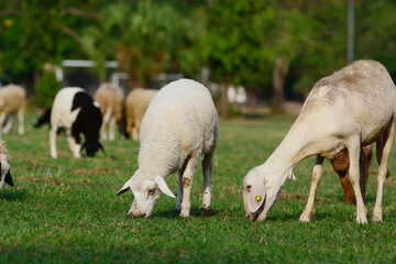Obraz premium sheep eating grass.