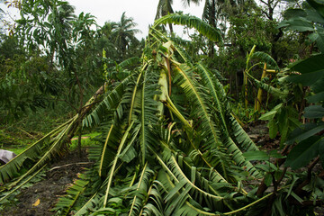 Banana trees that fell over one another during the super cyclonic storm, Amphan