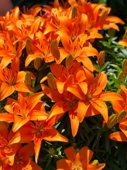 orange lily flowers