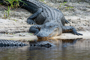 Alligators of Florida