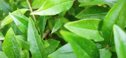 green leaf with water drops