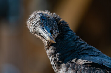 close up of an turkey vulture