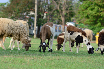 sheep eating grass.