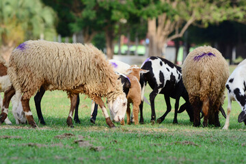 sheep eating grass.