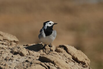 White Wagtail (Motacilla alba) on the sand. Khanty-Mansiysk. Siberia. Russia.