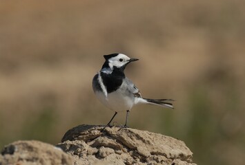 White Wagtail (Motacilla alba) on the sand. Khanty-Mansiysk. Siberia. Russia.
