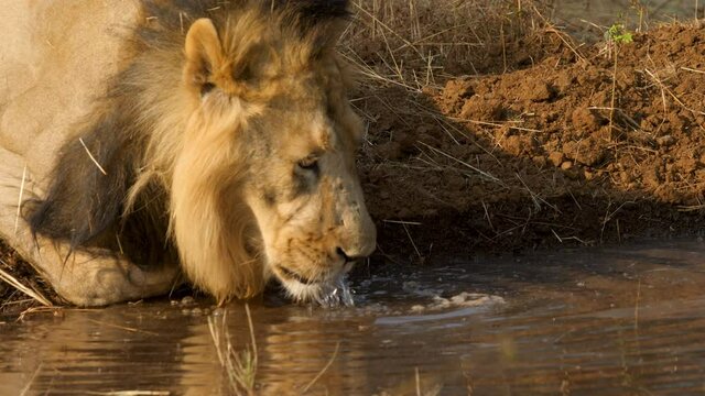 Wide shot of a Male Asiatic Lion drinking water from a jungle pool as his tongue laps up the water making splashes