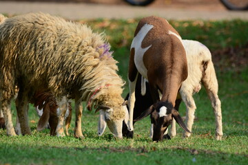 sheeps eating grass.