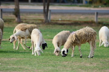 sheeps eating grass.