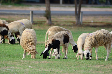 sheeps eating grass.
