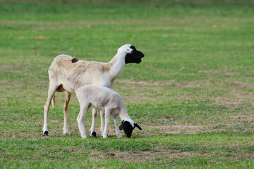 Obraz premium A sheeps looking at something.