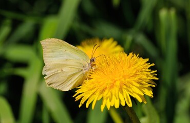 Fototapeta premium Butterfly Brimstone (Gonepteryx rhamni ) may morning Breakfast dandelion.
