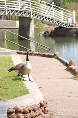 Geese