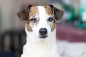 Cachorro prestando aten&ccedil;&atilde;o
