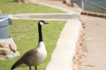 Geese