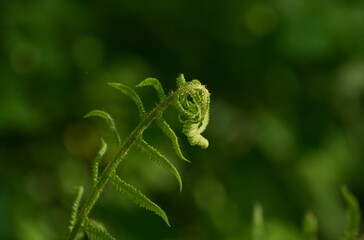 Shoots of bracken ( Pterídium aquilínum) in the may forest. Moscow region. Russia.