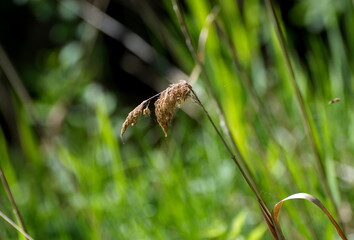 Dry grass on a Sunny may morning.