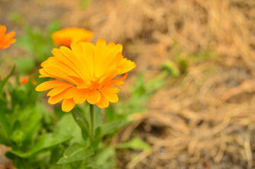 snails, plants in solar, earth day