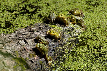 Frogs on a log, in a small pond, bask in the morning may sun. Moscow region. Russia.