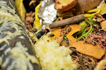 snails, plants in solar, earth day