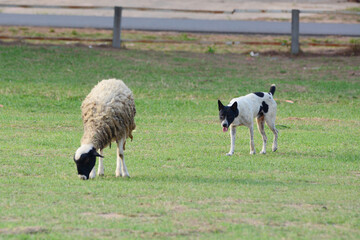 The dog is shepherding the sheep
