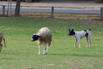 The dog is shepherding the sheep
