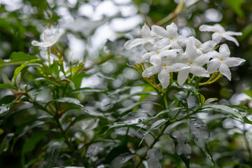 Fototapeta premium Beautiful gardenia flowers. Gardenia jasminoides bloom in the garden.