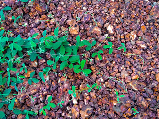 Green climber plant on the ground