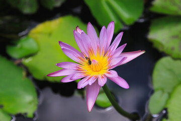 Lotus flowers, lilac, yellow stamens and bees