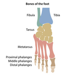 The main bones of the foot with colored marked parts. Top view. Vector illustration in flat style over white background.