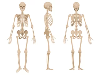 Fotobehang Human skeleton in front, back and profile. Vector illustration in flat style isolated on white background © Olga