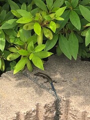 green lizard on the tree