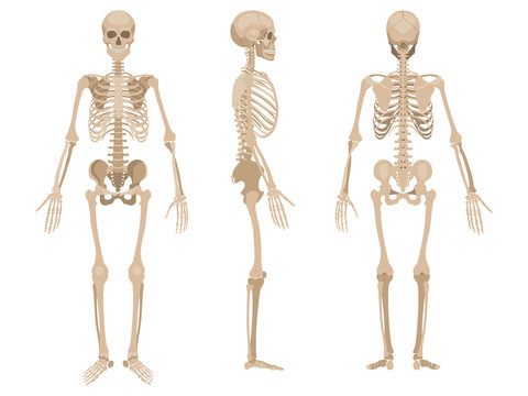 Human skeleton in front, back and profile. Vector illustration in flat style isolated on white background