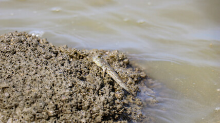 Fish feet are perched on the rocks in the sea.