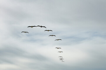 Pelican Flight Formation