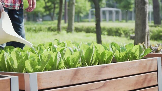 Cropped image farmer hands watering pouring water on green lettuce with a watering pot, template