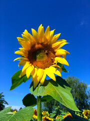 한여름의 해바라기 꽃