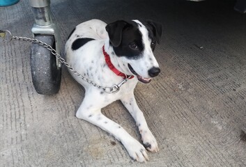 A white dog is laying on the floor smiling.