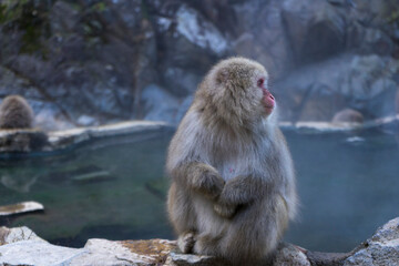 Naklejka premium A Japanese snow monkey or Macaque with hot spring On-sen in Jigokudani Monkey Park, Shimotakai District, Nagano , Japan. 