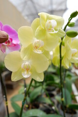 beautiful phalaeonopsis yellow orchid in the garden . Close Up image of a Phalaeonopsis  blossom
