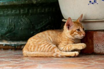 A cute orange tiger cat