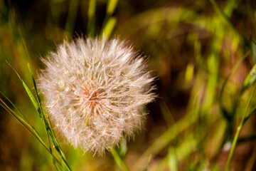 Close up of a dandelion
