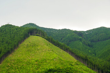 Fototapeta na wymiar 林業を支える山間の植林地