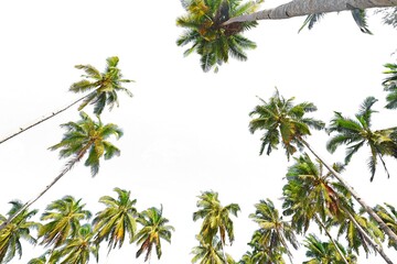 Coconut trees in white background. Low angle shoot