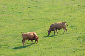 牛と馬と草原　熊本県阿蘇