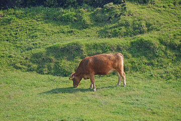 牛と馬と草原　熊本県阿蘇