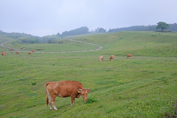 牛と馬と草原　熊本県阿蘇