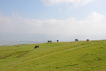 牛と馬と草原　熊本県阿蘇