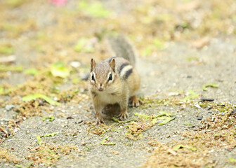 Cutest little chipmunk