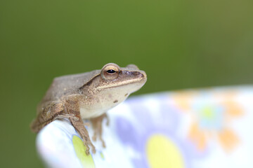 Polypedates leucomystax